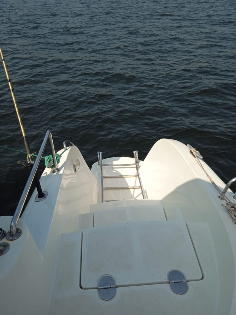 dolphin 38