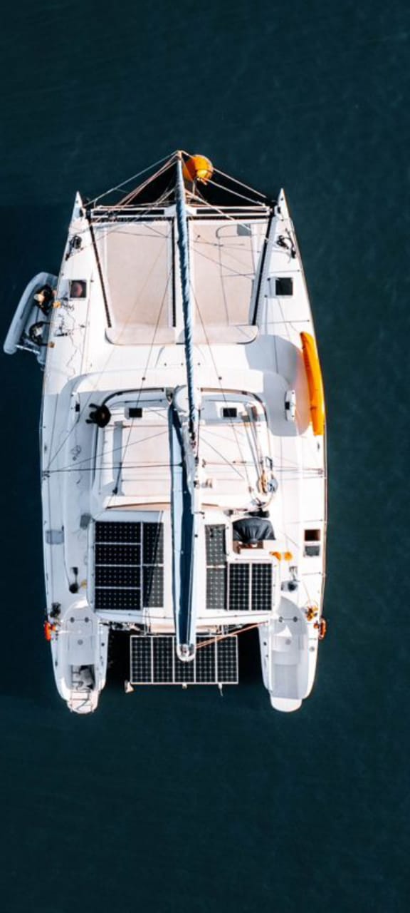 dolphin 38